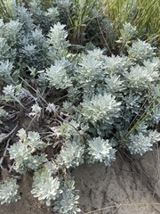 Artemisia stelleriana