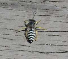 Bembix americana comata