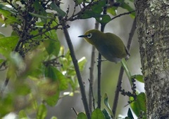 South Pare White-Eye photo 2