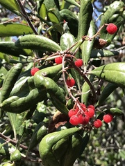 Comarostaphylis diversifolia diversifolia