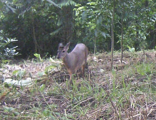 Southern Brown Brocket