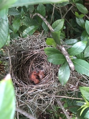 Cardinalis