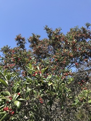 Comarostaphylis diversifolia diversifolia