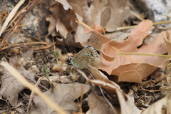 Polyommatus albicans