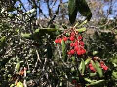 Comarostaphylis diversifolia diversifolia