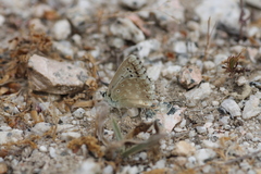 Polyommatus albicans