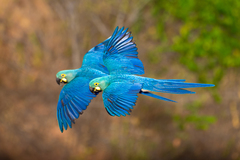 Indigo Macaw photo 4