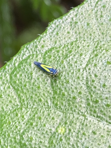 Ishidaella anemolua, 2025-02-06