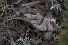 Selidosema brunnearia