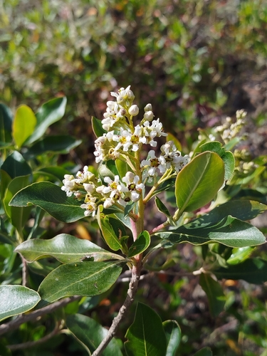 Escallonia paniculata, photograph 1
