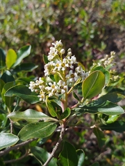 Escallonia paniculata