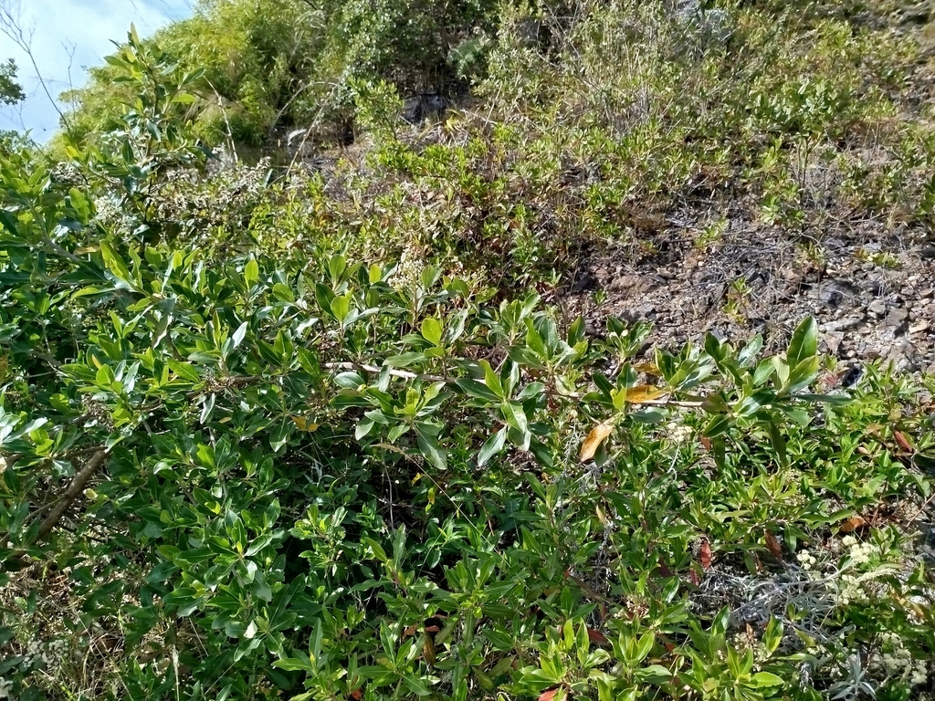Escallonia paniculata; photograph (c) Ben Costamagna, some rights reserved (CC BY)