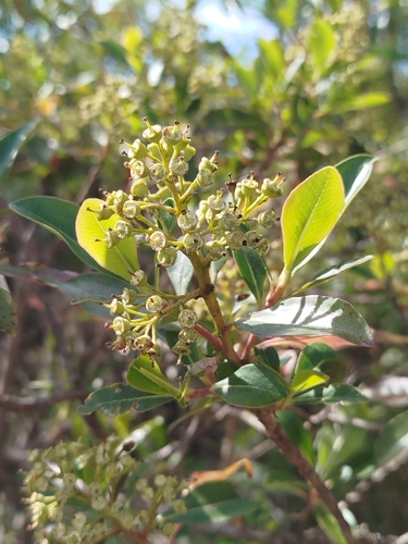 Escallonia paniculata, photograph 2