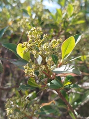 (c) Ben Costamagna, some rights reserved (CC BY) Escallonia paniculata, photograph (c) Ben Costamagna, some rights reserved (CC BY)
