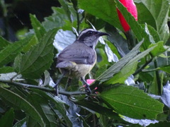 Coereba flaveola mexicana