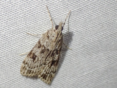 Scoparia emmetropis