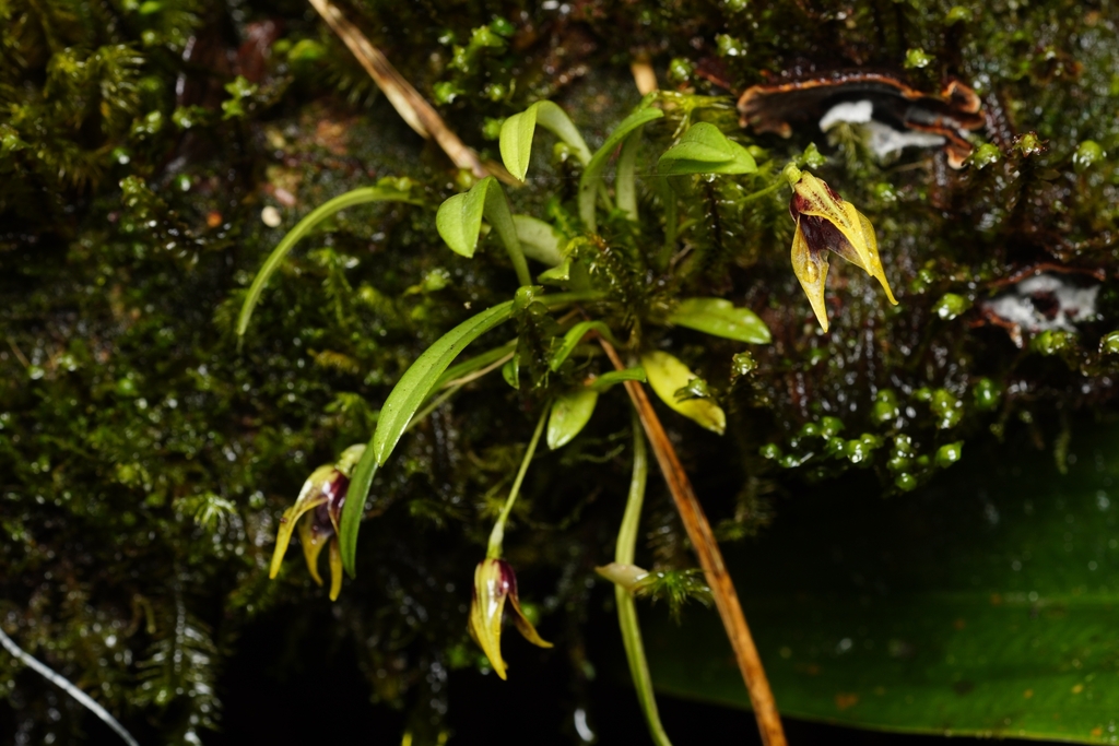 Diodonopsis ramiromedinae