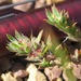 Paronychia franciscana - Photo Robert Steers/NPS, sin restricciones conocidas de derechos (dominio público)