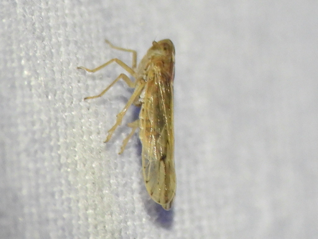 Tagosodes wallacei