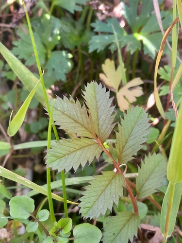 Image of Argentina anserinoides by (c) Hannah Whittall, some rights reserved (CC BY)