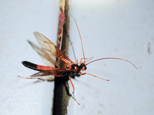 Opheltes glaucopterus photo 4