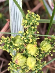Aceria galiobia