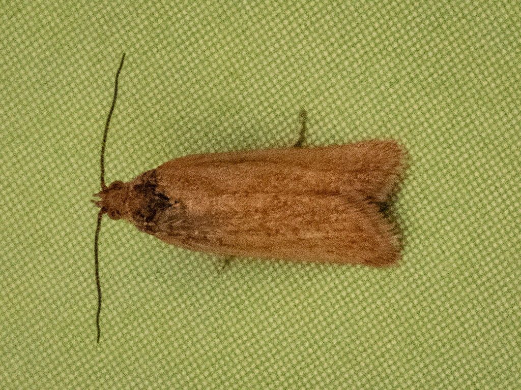 Eurythecta eremana