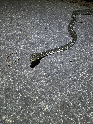 Diamond Python sighting