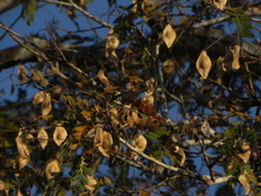 Pterodon emarginatus