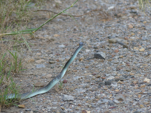Common Tree Snake sighting