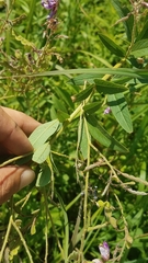 Desmodium canadense