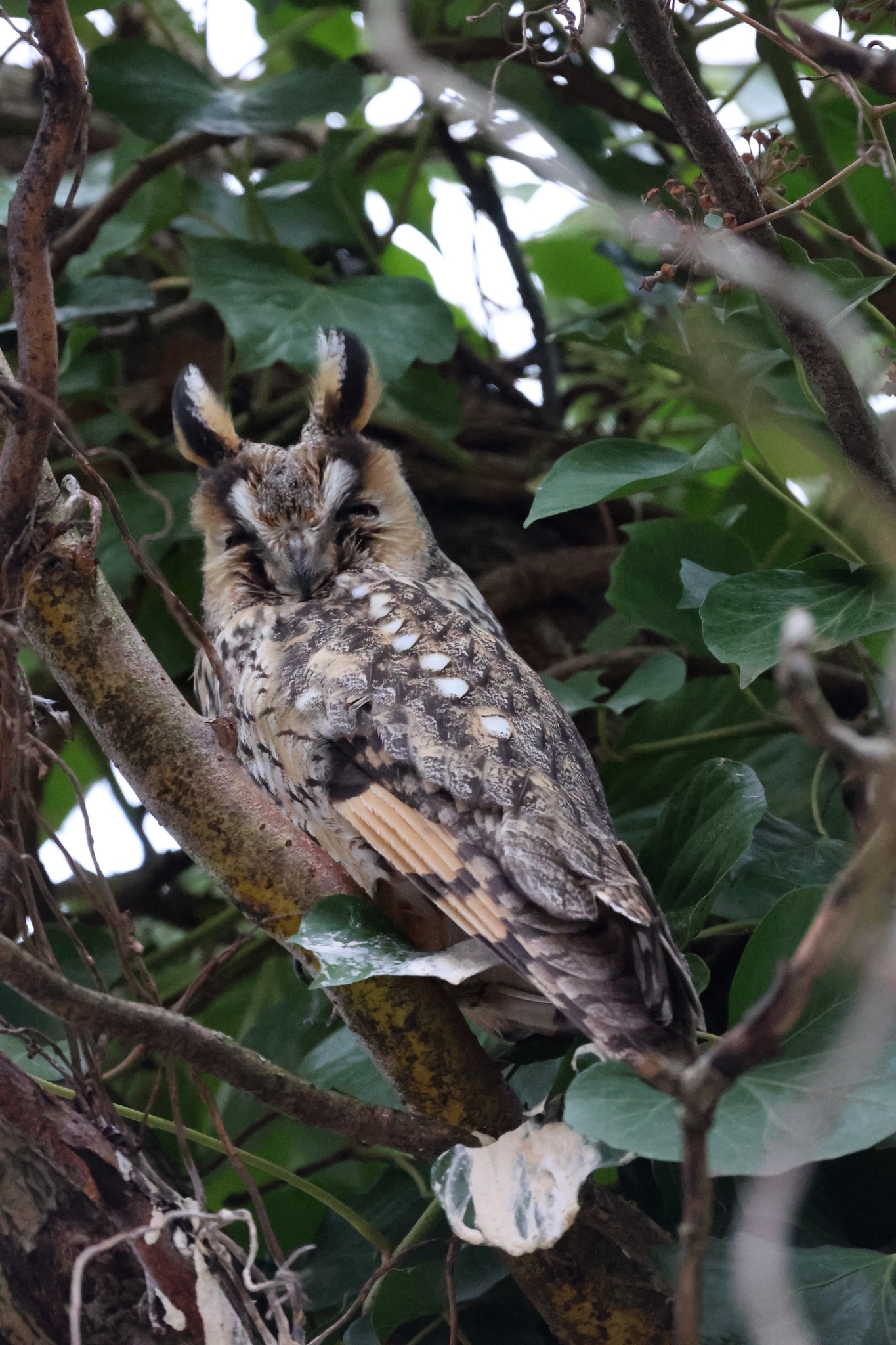 Long-eared Owl