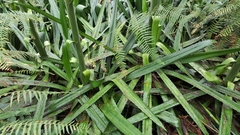 Furcraea