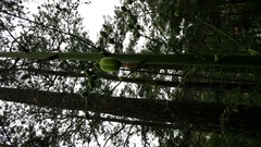 Furcraea