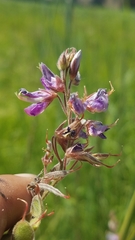 Desmodium canadense