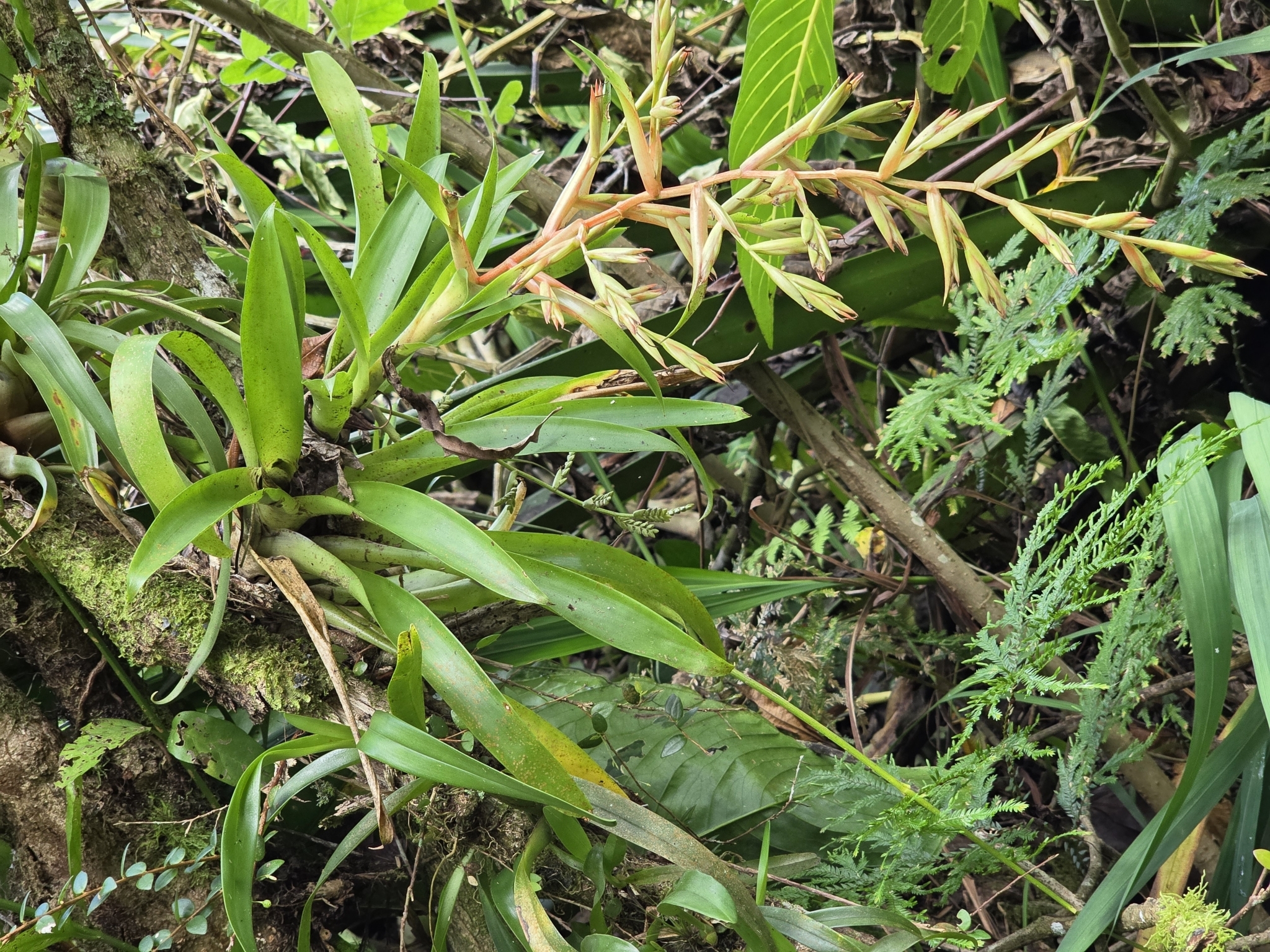 Imagem de Tillandsia