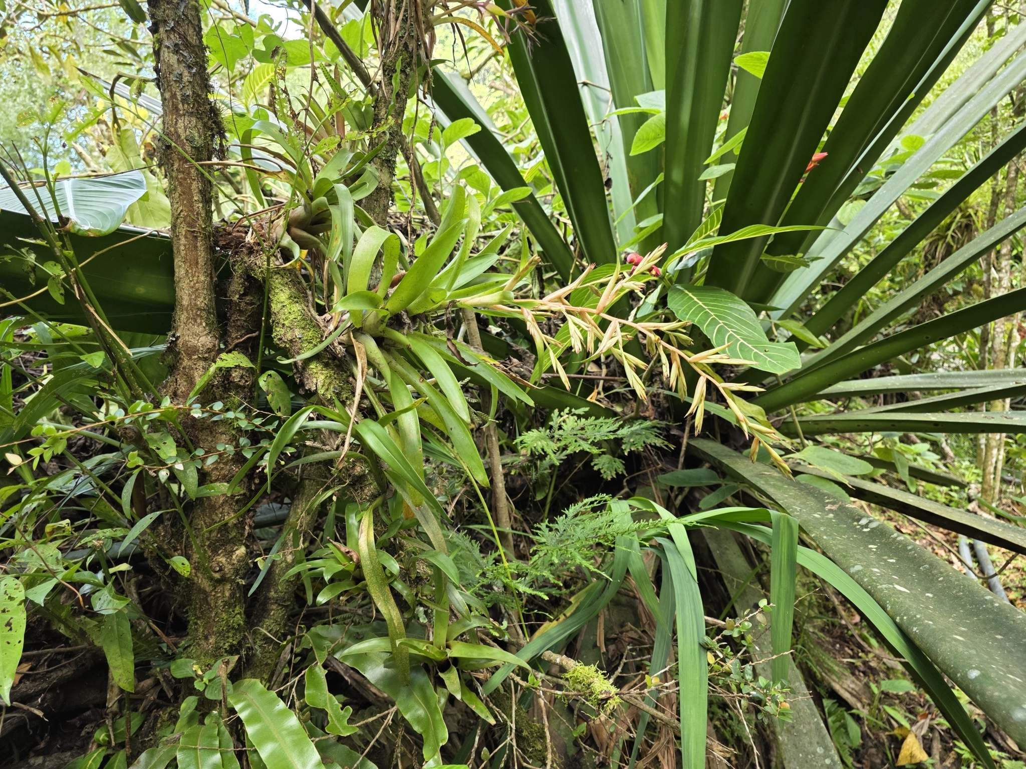 Imagem de Tillandsia