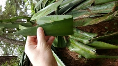 Furcraea
