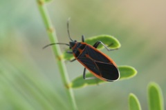 Melacoryphus circumlitus