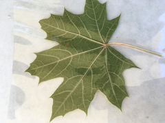 Acer platanoides