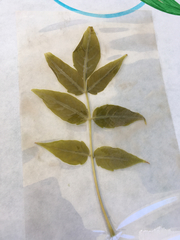 Ailanthus altissima