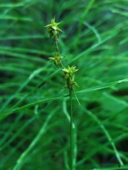 Carex interior