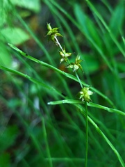 Carex interior