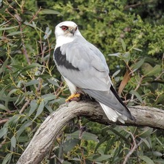 Black-Shouldered Kite photo 3