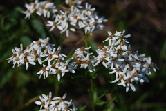 Sericocarpus asteroides