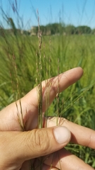 Panicum virgatum