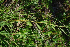 Sericocarpus asteroides