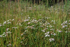 Sericocarpus asteroides