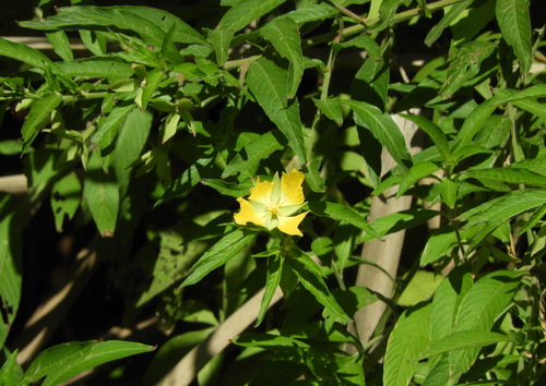Image of Ludwigia bonariensis by (c) Pablo H Capovilla, some rights reserved (CC BY)