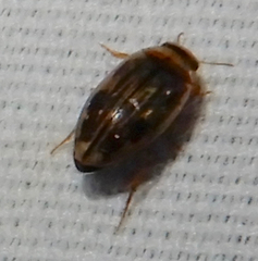 Hydroporinae